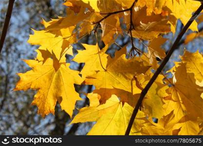 beautiful autumn leaves of maple tree glowing in sunlight