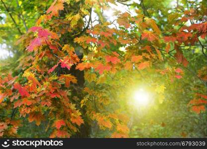 Beautiful autumn maple tree with bright colorful foliage with sunlight