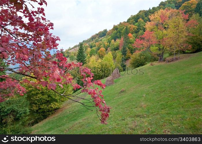 beautiful autumn mountain, haystack on mountainside and viburnum twig in the foreground(Carpathian. Ukraine)