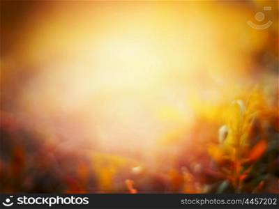 Beautiful autumn nature background on fall garden or park. Blurred.