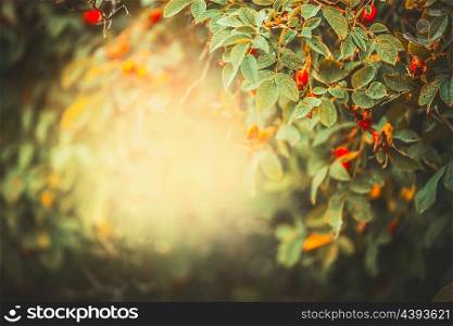 Beautiful autumn nature background with frame of dog roses with red fruits and berries in garden or park at sunset light, outdoor