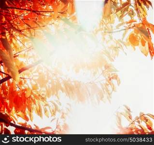 Beautiful autumn nature background with red foliage and sunlight