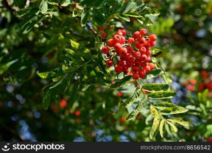 Beautiful autumn nature concept. A tree with red fruits - rowanberries.  Sorbus torminalis 