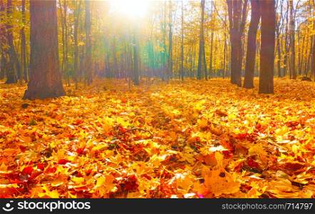 Beautiful autumn park - Maple trees and yellow fallen leaves. Autumn landscape
