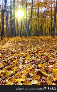 Beautiful autumn park - Maple trees and yellow fallen leaves in sunset sunlight. Autumn landscape