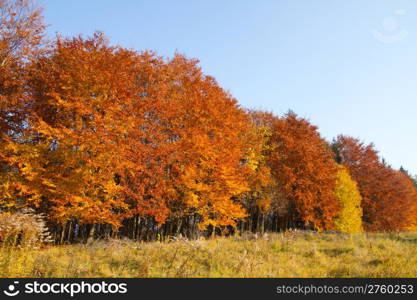 beautiful autumn park view at sunny weather