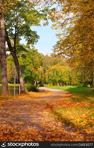 beautiful autumn park view at sunny weather