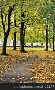 beautiful autumn park with yellow leaves