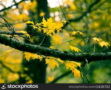 Beautiful autumn picture of a branch of colored leafs