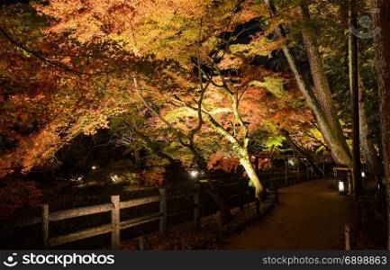 Beautiful autumn scenery of Japanese garden with maple foliage lighted up along the canal at night in Kyoto, Japan