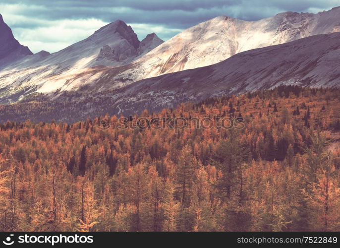 Beautiful autumn season in Canadian mountains. Fall background.