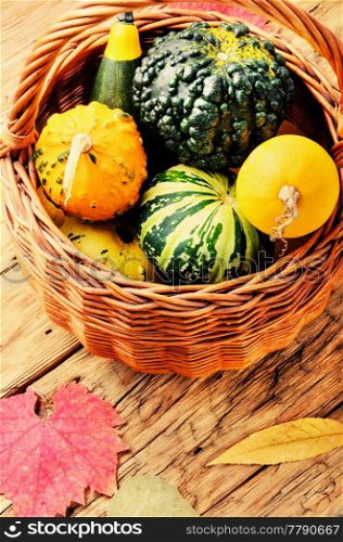 Beautiful autumn seasonal background with pumpkins in basket.Autumn nature concept. Autumn Pumpkin in basket