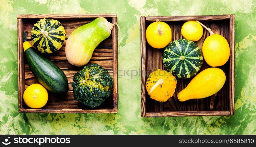 Beautiful autumn seasonal background with pumpkins in box.Autumn harvest.. Colorful pumpkin collection