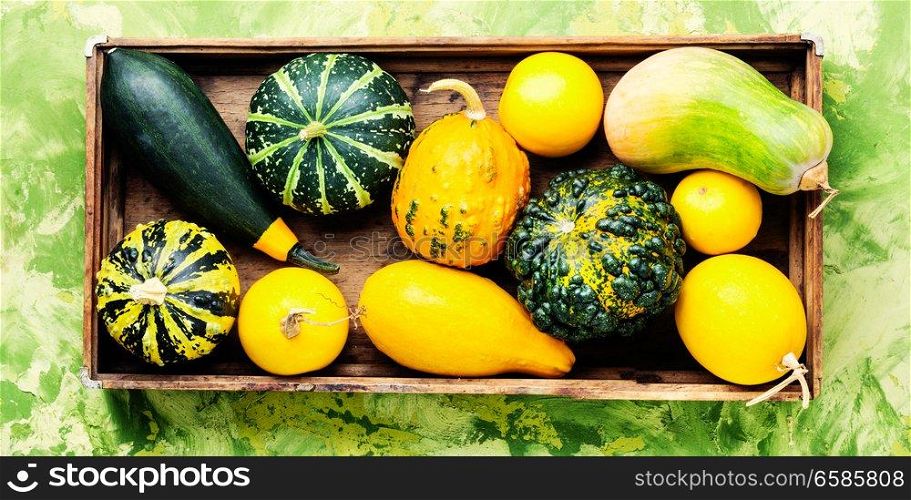 Beautiful autumn seasonal background with pumpkins in box.Autumn nature concept. Colorful pumpkin collection
