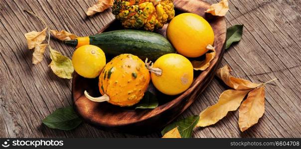 Beautiful autumn seasonal background with pumpkins in tray.Autumn nature concept. Different varieties of pumpkins,