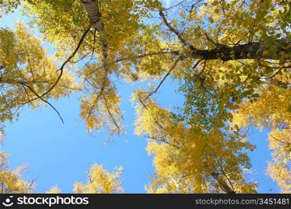 Beautiful autumn time, yellow and red leaves on trees.