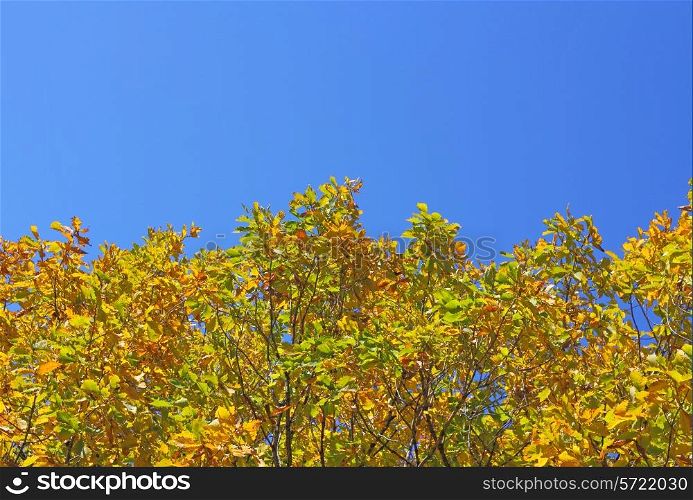 Beautiful autumn time, yellow and red leaves on trees.