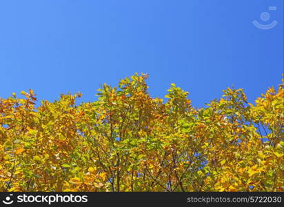 Beautiful autumn time, yellow and red leaves on trees.