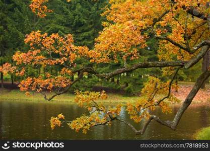 beautiful autumn tree