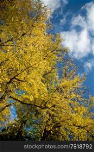 beautiful autumn tree against blue sky