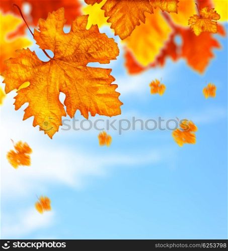 Beautiful autumn tree border with falling down old leaves over blue cloudy sky, abstract background, nature at fall