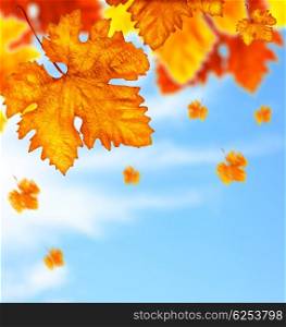 Beautiful autumn tree border with falling down old leaves over blue cloudy sky, abstract background, nature at fall