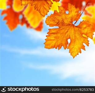 Beautiful autumn tree border with old dry colorful leaves over blue cloudy sky, abstract background, nature at fall