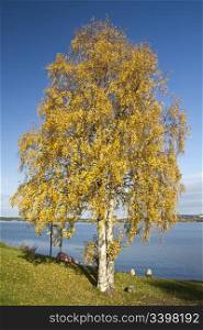 Beautiful autumn tree by the blue lake