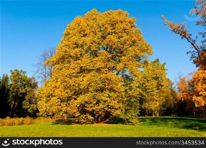 beautiful autumn tree view at sunny weather