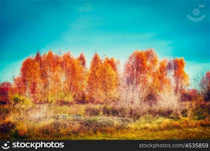 Beautiful autumn trees and grass at sky background, outdoor fall nature background