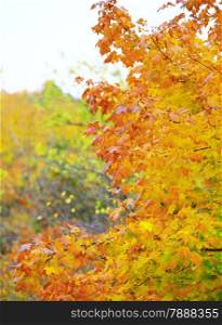 Beautiful autumn trees. Autumnal landscape fall tree.