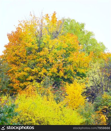 Beautiful autumn trees. Autumnal landscape fall tree.