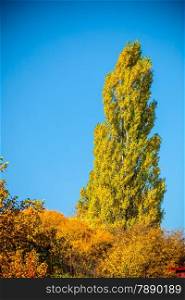 Beautiful autumn trees. Autumnal landscape. Fall tree against the blue sky.