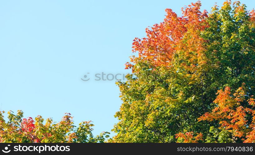 Beautiful autumn trees. Autumnal landscape. Fall tree against the blue sky.