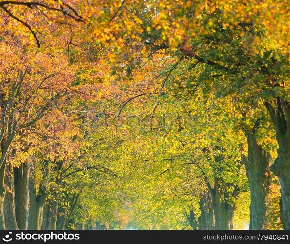 Beautiful autumn trees. Autumnal landscape. Fall tree alley