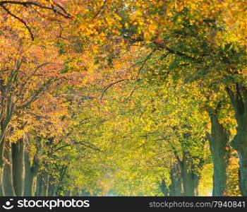 Beautiful autumn trees. Autumnal landscape. Fall tree alley