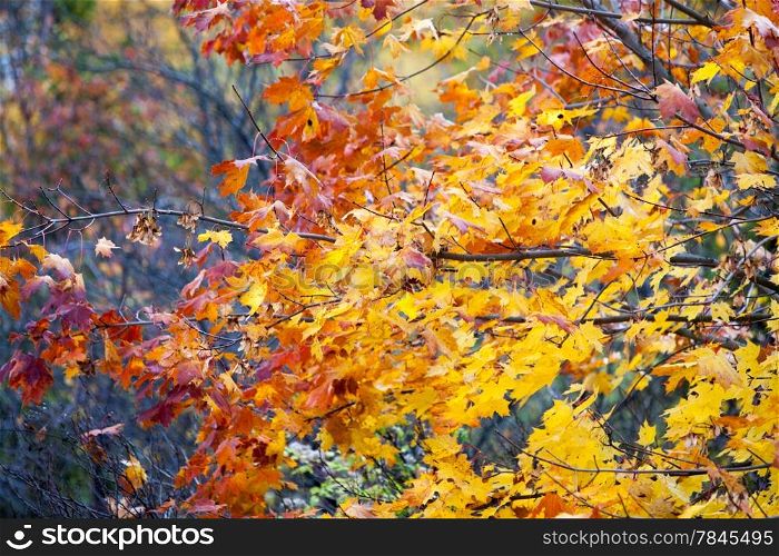 Beautiful autumn trees. Autumnal landscape. Golden fall maple tree, nature background