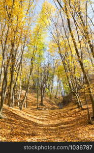 Beautiful autumn trees in the park