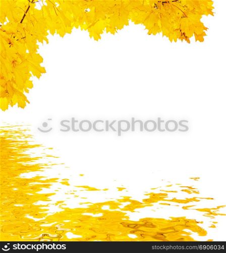 Beautiful autumn yellow maple leaves reflected in the water surface with small waves isolated on white background, with space for text