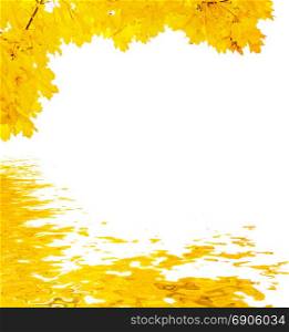 Beautiful autumn yellow maple leaves reflected in the water surface with small waves isolated on white background, with space for text