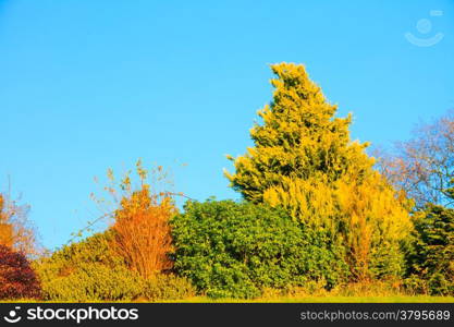 Beautiful autumnal landscape scenery, autumn trees fall colors blue sky outdoor