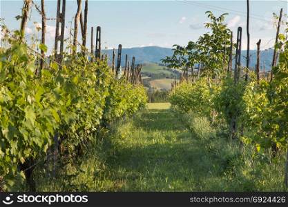 Beautiful Autumnal Vineyard Landscape with Rows of Vines