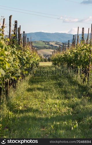 Beautiful Autumnal Vineyard Landscape with Rows of Vines