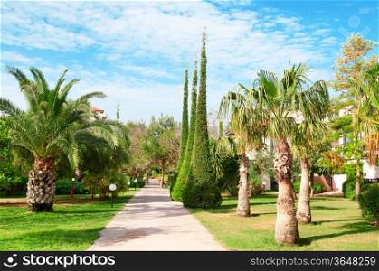 beautiful avenue with palm trees and cypresses