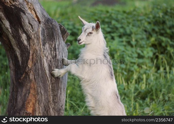 Beautiful baby goat at rural meadow. White young goat at sunset.