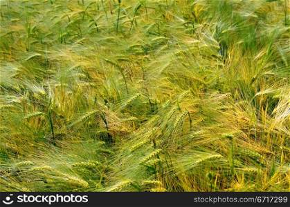 beautiful backdrop of wheat spikes