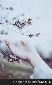 beautiful background. flowering tree and female hand