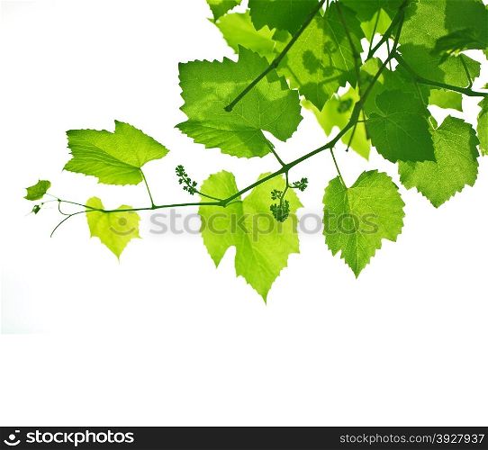 Beautiful background in the form of a young grapevine&#xA;