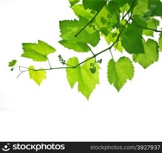 Beautiful background in the form of a young grapevine&#xA;