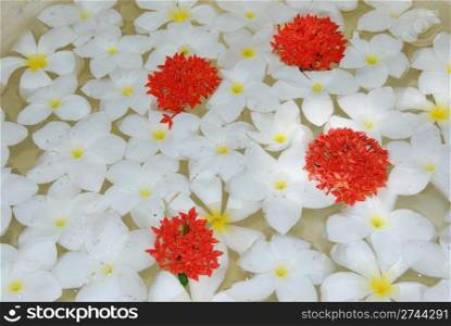 beautiful background made of white/yellow/red frangipanis flowers